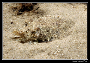 Camouflage ... :-D by Daniel Strub 